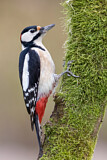 Image. Great Spotted Woodpecker