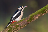 Image. Great Spotted Woodpecker