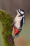 Image. Great Spotted Woodpecker