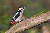 Image. Great Spotted Woodpecker