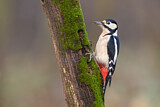 Image. Great Spotted Woodpecker