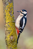 Image. Great Spotted Woodpecker