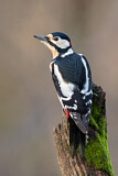 Image. Great Spotted Woodpecker