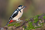 Image. Great Spotted Woodpecker
