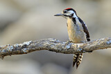 Image. Great Spotted Woodpecker