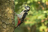 Image. Great Spotted Woodpecker