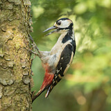 Image. Great Spotted Woodpecker