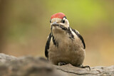Image. Great Spotted Woodpecker