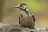 Image. Great Spotted Woodpecker