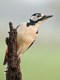 Image. Great Spotted Woodpecker