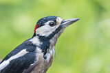 Image. Great Spotted Woodpecker
