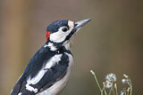 Image. Great Spotted Woodpecker
