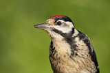 Image. Great Spotted Woodpecker