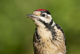 Image. Great Spotted Woodpecker