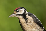 Image. Great Spotted Woodpecker