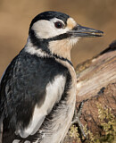 Image. Great Spotted Woodpecker