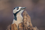 Image. Great Spotted Woodpecker
