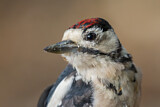 Image. Great Spotted Woodpecker