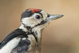 Image. Great Spotted Woodpecker