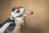 Image. Great Spotted Woodpecker