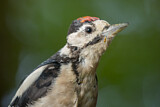 Image. Great Spotted Woodpecker