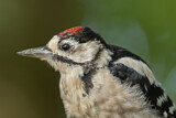 Image. Great Spotted Woodpecker