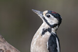 Image. Great Spotted Woodpecker