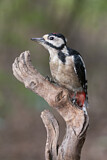 Image. Great Spotted Woodpecker