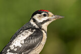 Image. Great Spotted Woodpecker