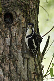 Image. Great Spotted Woodpecker