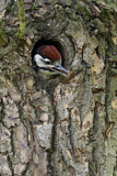 Image. Great Spotted Woodpecker