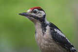 Image. Great Spotted Woodpecker