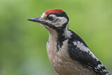 Image. Great Spotted Woodpecker