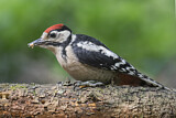 Image. Great Spotted Woodpecker