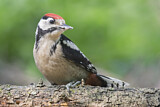 Image. Great Spotted Woodpecker