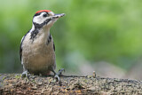 Image. Great Spotted Woodpecker
