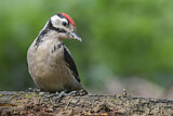 Image. Great Spotted Woodpecker