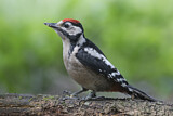 Image. Great Spotted Woodpecker