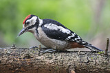 Image. Great Spotted Woodpecker