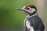 Image. Great Spotted Woodpecker