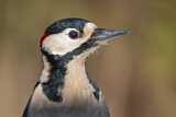Image. Great Spotted Woodpecker