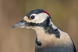 Image. Great Spotted Woodpecker