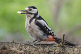 Image. Great Spotted Woodpecker