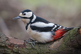 Image. Great Spotted Woodpecker