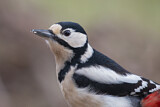 Image. Great Spotted Woodpecker