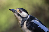 Image. Great Spotted Woodpecker