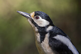 Image. Great Spotted Woodpecker