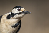 Image. Great Spotted Woodpecker