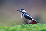 Image. Great Spotted Woodpecker