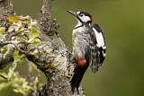 Image. Great Spotted Woodpecker